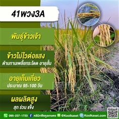 พันธุ์ข้าว ข้าวเจ้า ข้าว(41พวง3A) นาปี นาปรัง