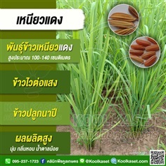 พันธุ์ข้าว ข้าวเหนียว (ข้าวเหนียวแดงเมืองเลย) นาปี