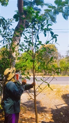 ต้นมั่งมี 2 เมตรขึ้นไป