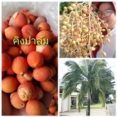 คิงปาล์ม king palm 