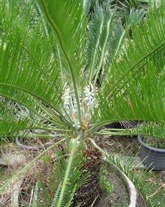 ปรง (Cycas  cairnsiana)