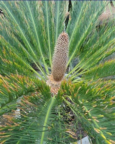 ปรง (Cycas  cairnsiana)