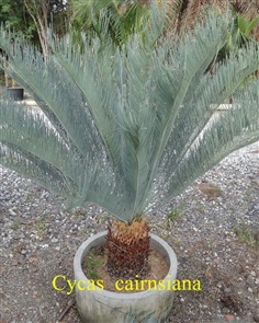 ปรง (Cycas  cairnsiana)