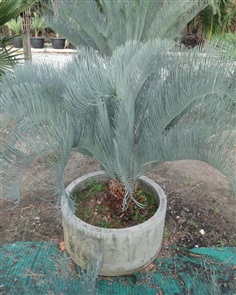 ปรง (Cycas  cairnsiana)