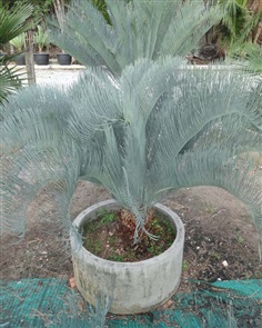 ปรง (Cycas  cairnsiana)