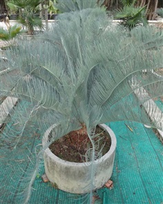 ปรง (Cycas  cairnsiana)