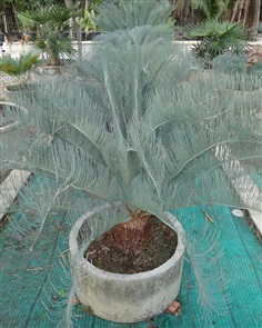 ปรง (Cycas  cairnsiana)