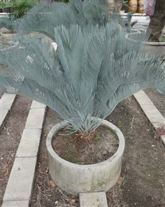 ปรง (Cycas  cairnsiana)