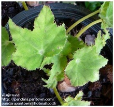 Begonia