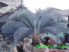 Cycas cairnsiana blue leaf (original) Electric blue