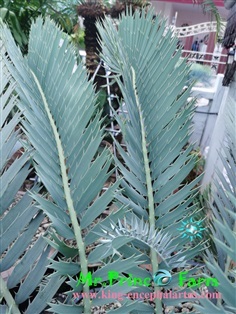 Encephalartos nubimontanus Robusta form(Original)