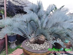 Cycas cairnsiana blue leaf (original) Electric blue