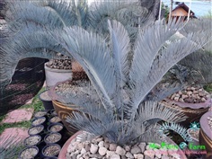 Cycas cairnsiana blue leaf (original) Electric blue