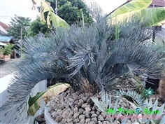 Cycas cairnsiana blue leaf (original) Electric blue