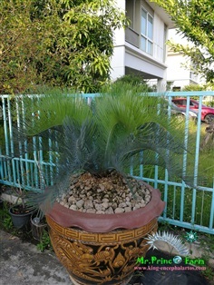 Cycas cairnsiana blue leaf (original) 