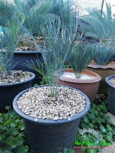 Cycas cairnsiana blue leaf (original) Electric blue