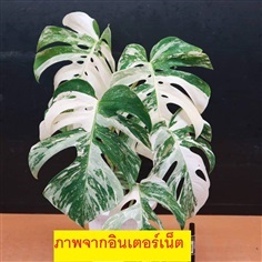 monstera borsigiana albo japan variegated