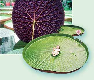 Giant Waterlily