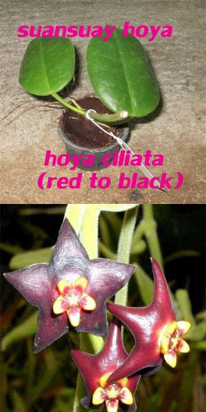 hoya ciliata(red to black) โฮย่าซิเรียต้า(แดง-ดำ) ไม้นิ้ว