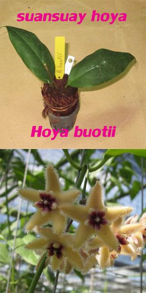 Hoya buotii โฮย่าบูติไอ ไม้นิ้ว