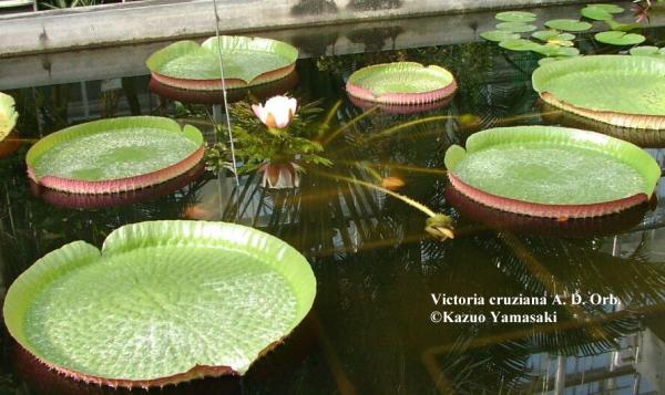 บัวกระด้ง (Victoria Amazonica)