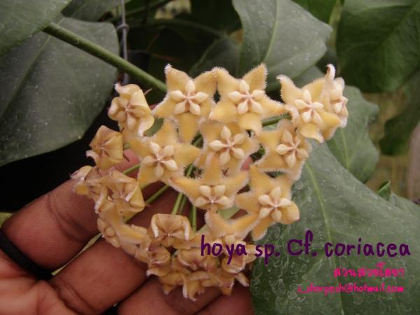 hoya sp. Cf. Coriacea ไม้นิ้ว