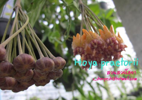 Hoya Praetorii  โฮยา แพทโทริอาย