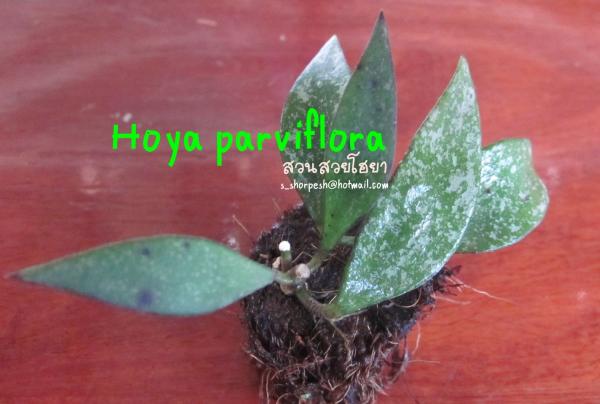 Hoya Parviflora  โฮยา พาวิโฟรา ไม้นิ้ว