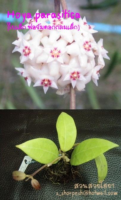 Hoya parasitica (ใบเล็ก ฟอร์มดอกเล็ก)ไม้นิ้ว