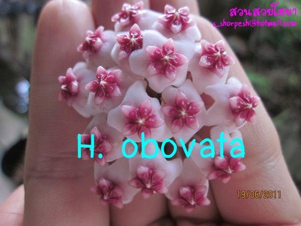 Hoya obovata  โฮยา ออบโอวาต้า ไม้นิ้ว