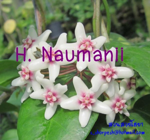 Hoya Naumanii  โฮยา นัวมานิอาย ไม้นิ้ว