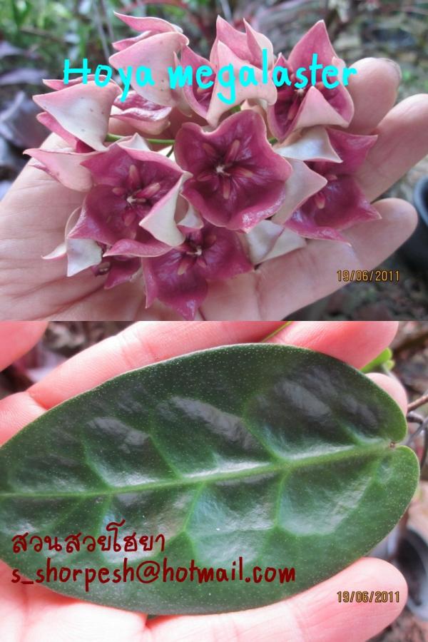 Hoya megalaster  โฮยา เมกะลาสเตอร์ ไม้นิ้ว