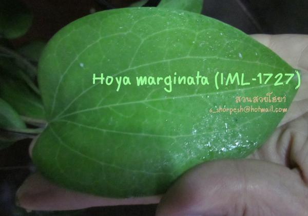 Hoya marginata (IML-1727) ไม้นิ้ว