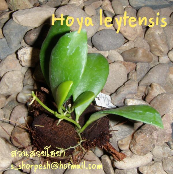 Hoya leytensis เหลือง  โฮยา ไลเทนซีส เหลือง