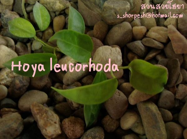 Hoya leucorhoda  โฮยา ลีโคฮอด้า ไม้นิ้ว