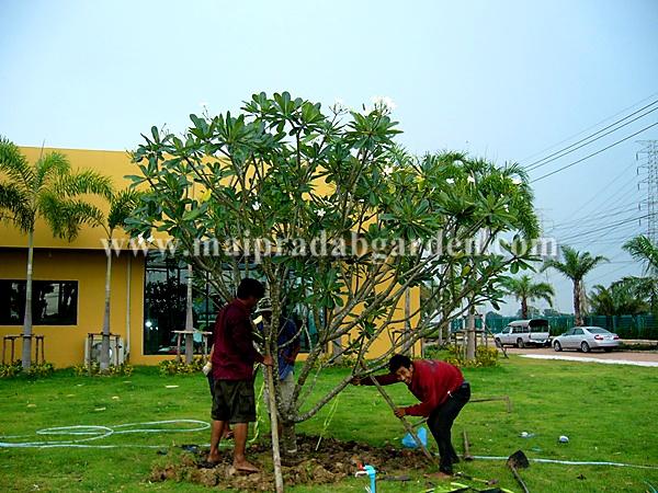 โครงการบ้านราชพฤกษ์-สุวรรณภูมิ-ลาดกระบัง