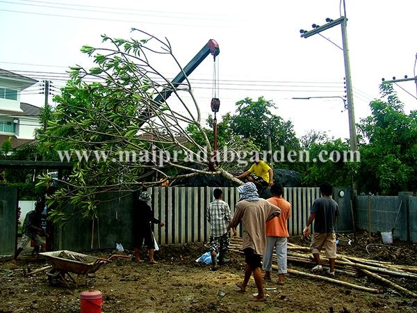 บ้านในโครงการหมู่บ้านชวนชื่น ฟลอร่าวิลล์