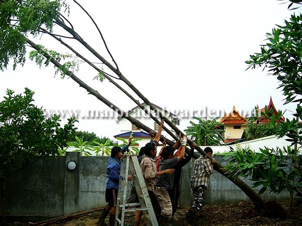 บ้านในโครงการหมู่บ้านชวนชื่น ฟลอร่าวิลล์