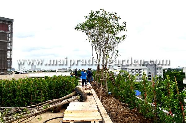 โรงพยาบาลชลประทาน จังหวัดนนทบุรี