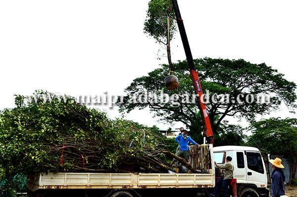 โรงพยาบาลชลประทาน จังหวัดนนทบุรี