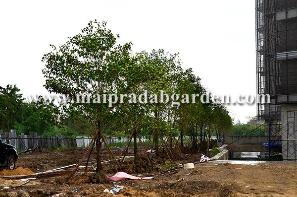 โรงพยาบาลชลประทาน จังหวัดนนทบุรี | ร้านไม้ประดับการ์เด้น - เมืองปราจีนบุรี ปราจีนบุรี