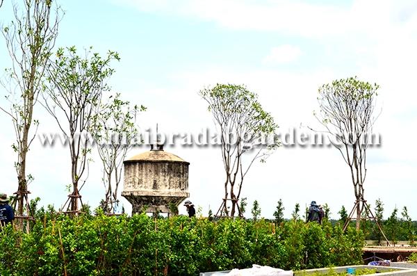 โรงพยาบาลชลประทาน จังหวัดนนทบุรี