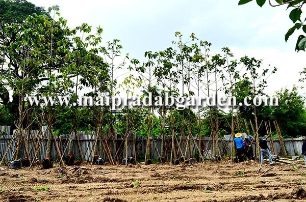 โรงพยาบาลชลประทาน จังหวัดนนทบุรี