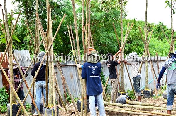 โรงพยาบาลชลประทาน จังหวัดนนทบุรี | ร้านไม้ประดับการ์เด้น - เมืองปราจีนบุรี ปราจีนบุรี