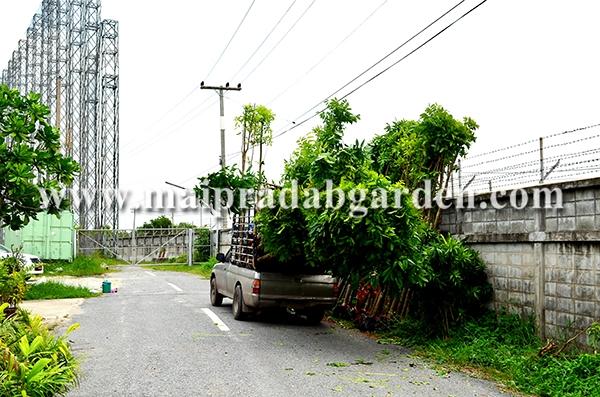 โรงไฟฟ้าบางปะกง จังหวัดฉะเชิงเทรา | ร้านไม้ประดับการ์เด้น - เมืองปราจีนบุรี ปราจีนบุรี