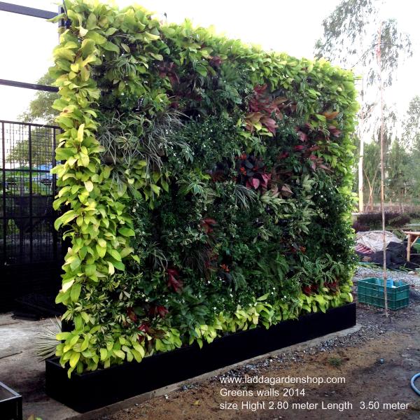 กำแพงธรรมชาติสำเร็จรูป  wall  plants 