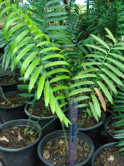 Encephalartos manikensis