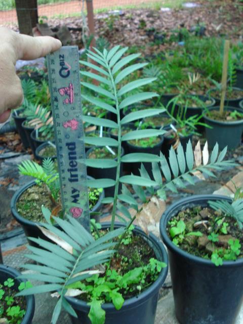 Encephalartos trispinosus