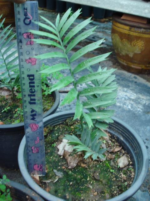 Encephalartos arenarius