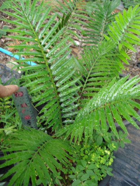 Encephalartos lebomboensis